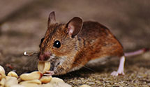 24 Hour & Emergency Exterminators in Prospect Hbr, ME